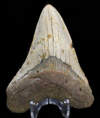 Megalodon Tooth - North Carolina #38707